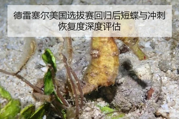 de-lei-sai-er-mei-guo-xuan-ba-sai-hui-gui-hou-duan-die-yu-chong-ci-hui-fu-du-shen-du-ping-gu-2-487.jpg